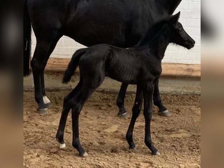Hanoverian Mare 2 years Black in Bargstedt