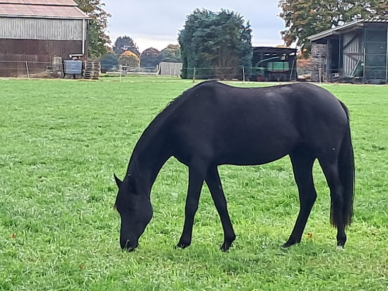 Hanoverian Mare 2 years Black in Bargstedt