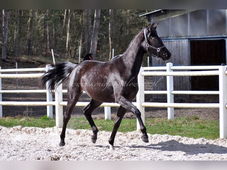 Hanoverian Mare 2 years Black in Pilchowo
