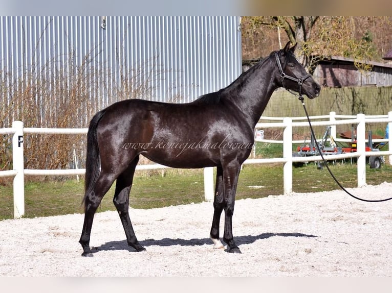 Hanoverian Mare 2 years Black in Pilchowo