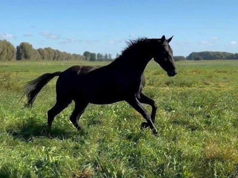 Hanoverian Mare 2 years Black in Ludwigsfelde