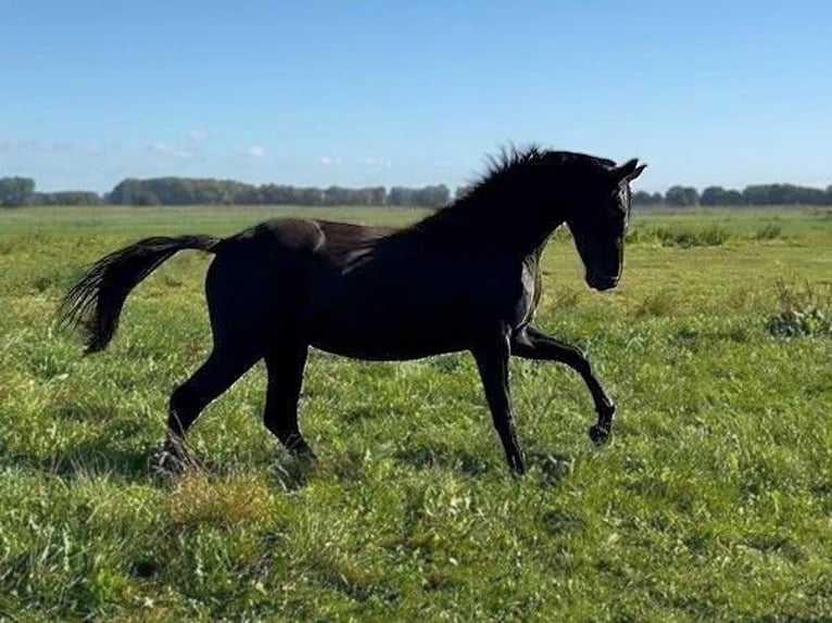 Hanoverian Mare 2 years Black in Ludwigsfelde