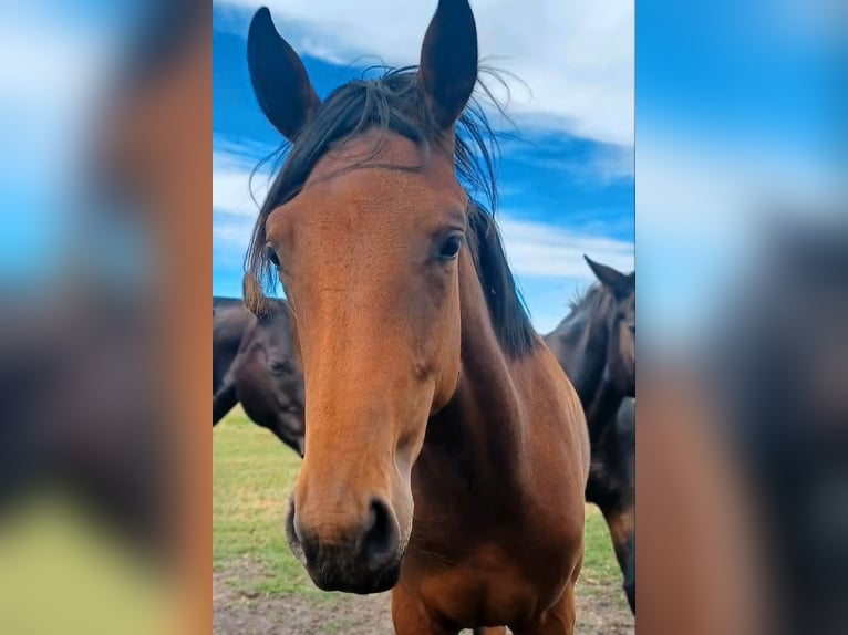 Hanoverian Mare 2 years Brown in Wiesenaue