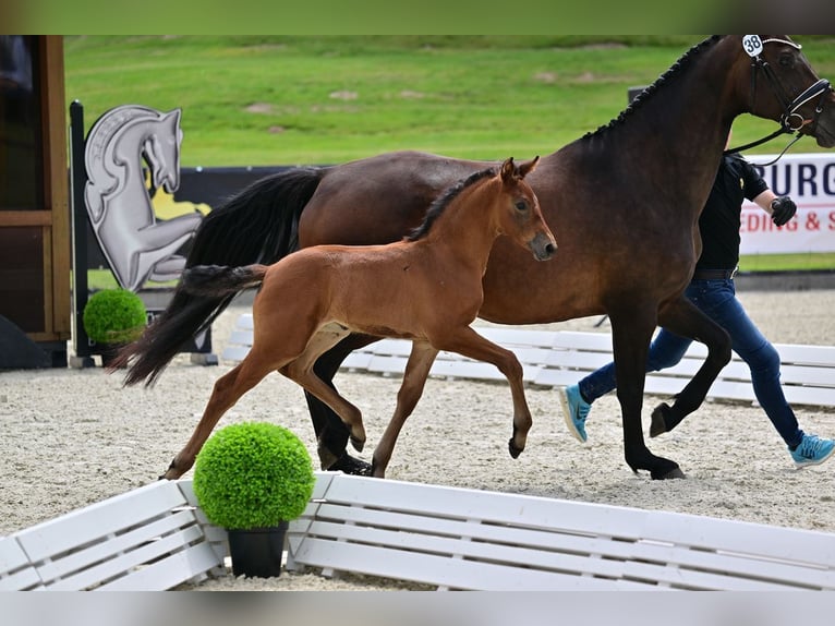 Hanoverian Mare 2 years Brown in Calau