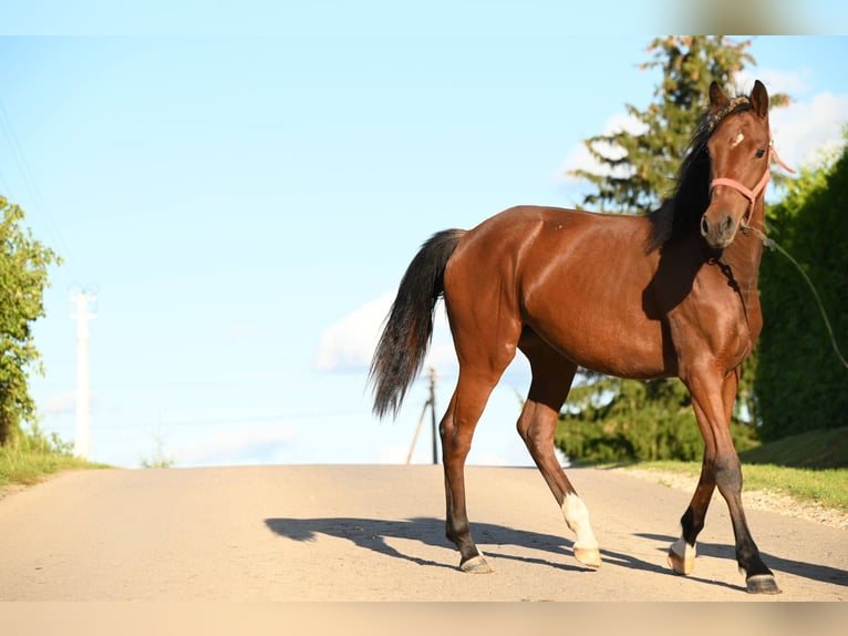Hanoverian Mix Mare 2 years Brown in Radvilonių kel. 17 Karkliniškių kaimas