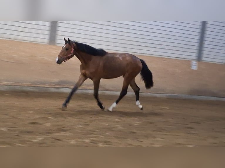 Hanoverian Mare 2 years Brown in Hamm
