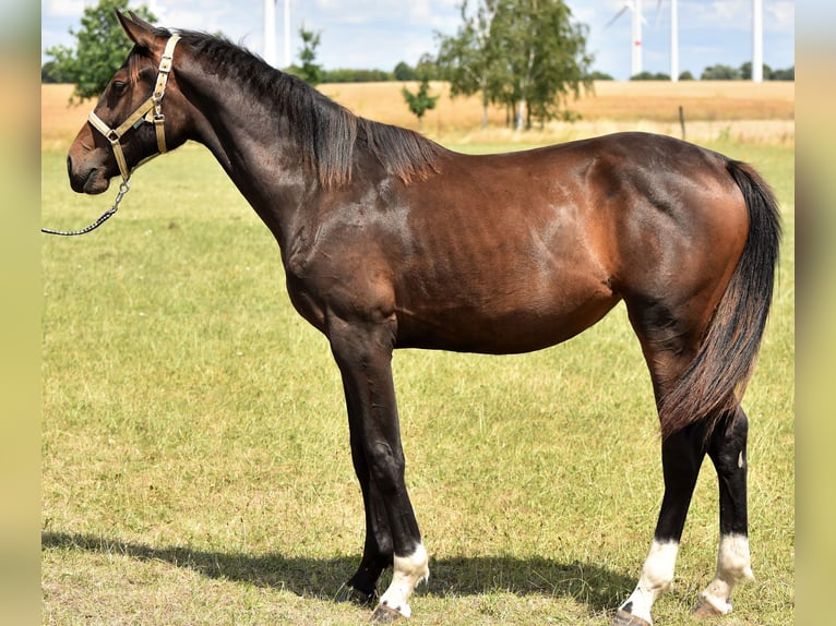 Hanoverian Mare 2 years Brown in Strausberg