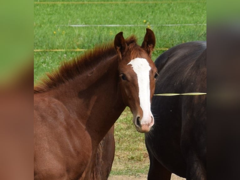Hanoverian Mare 2 years Chestnut-Red in Isny im Allg&#xE4;u