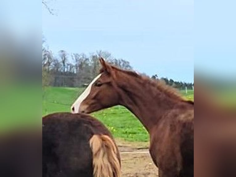 Hanoverian Mare 2 years Chestnut-Red in Isny im Allg&#xE4;u