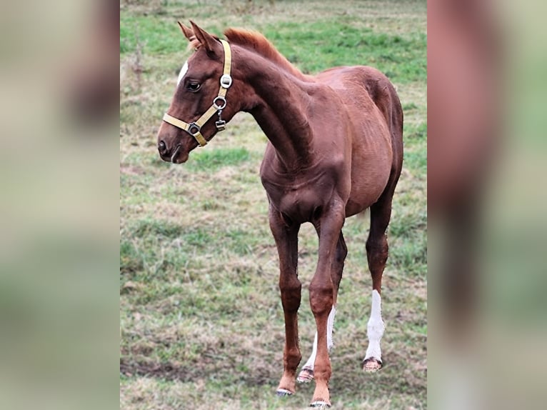 Hanoverian Mare 2 years Chestnut-Red in Havelaue