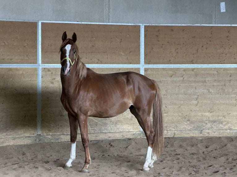Hanoverian Mare 2 years Chestnut-Red in Essen