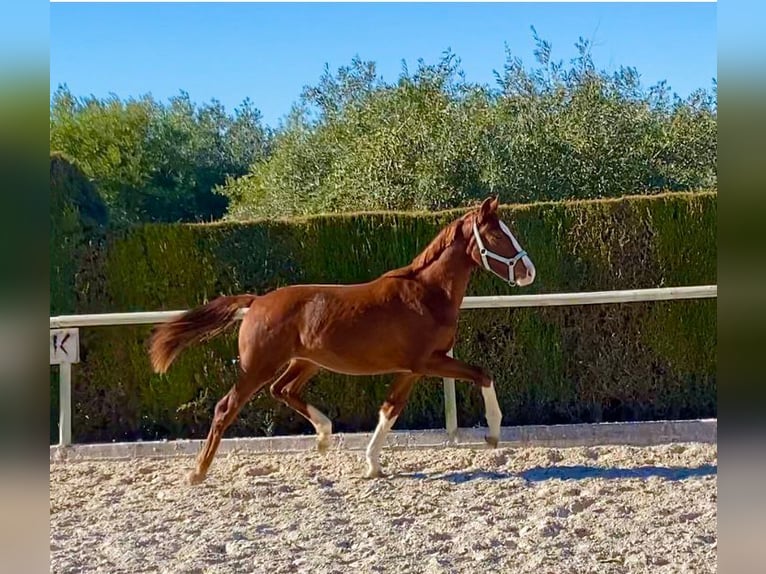 Hanoverian Mare 2 years Chestnut-Red in Almafra (Zona)