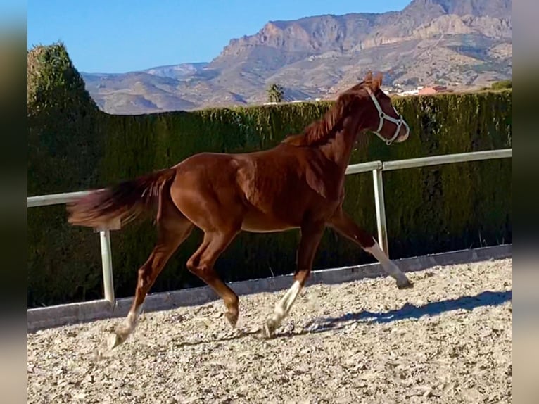 Hanoverian Mare 2 years Chestnut-Red in Almafra (Zona)