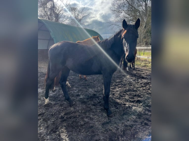 Hanoverian Mare 2 years in Wietstock