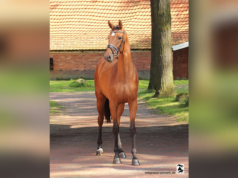 Hanoverian Mare 2 years in Neuenkirchen-Vörden