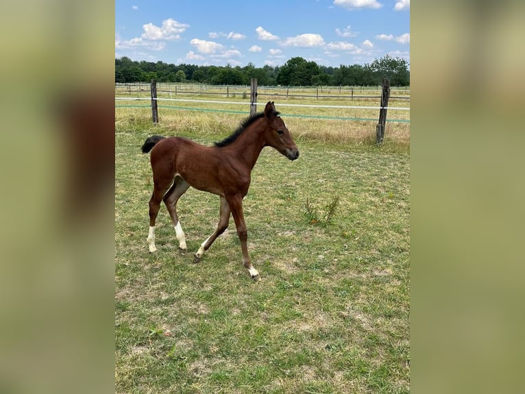 Hanoverian Mare 2 years in Rommerskirchen