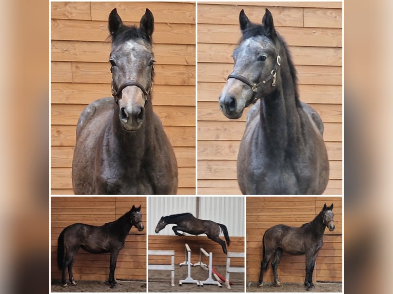 Hanoverian Mare 2 years  in Den Ham