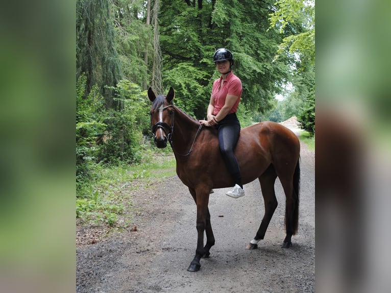 Hanoverian Mare 3 years 14.2 hh Brown in Simmerath