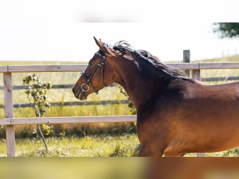 Hanoverian Mare 3 years 14,1 hh Brown in Waldfeucht
