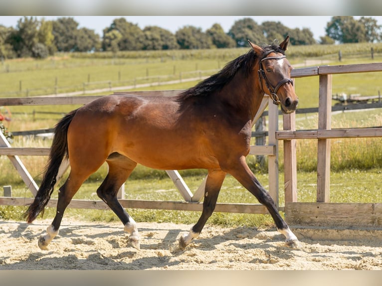 Hanoverian Mare 3 years 14,1 hh Brown in Waldfeucht