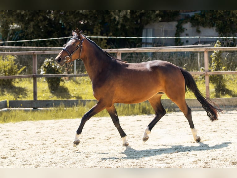Hanoverian Mare 3 years 14,1 hh Brown in Waldfeucht