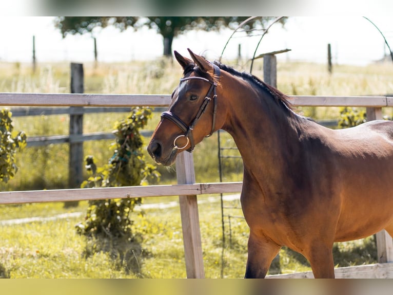 Hanoverian Mare 3 years 14,1 hh Brown in Waldfeucht