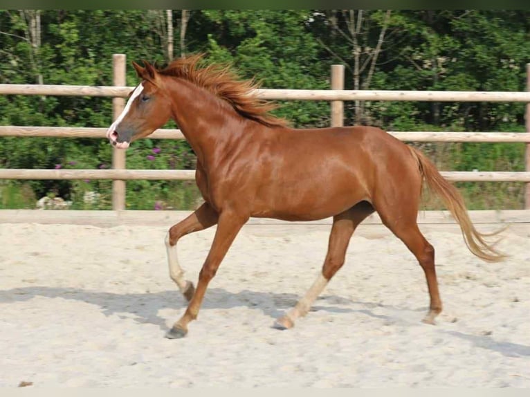 Hanoverian Mare 3 years 14,3 hh Chestnut-Red in Marne