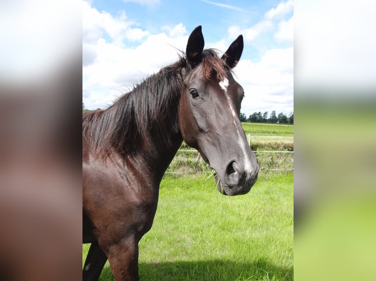 Hanoverian Mare 3 years 15,1 hh Black in Rehden