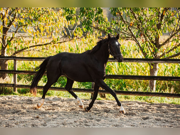 Hanoverian Mare 3 years 15,2 hh Black in Datteln