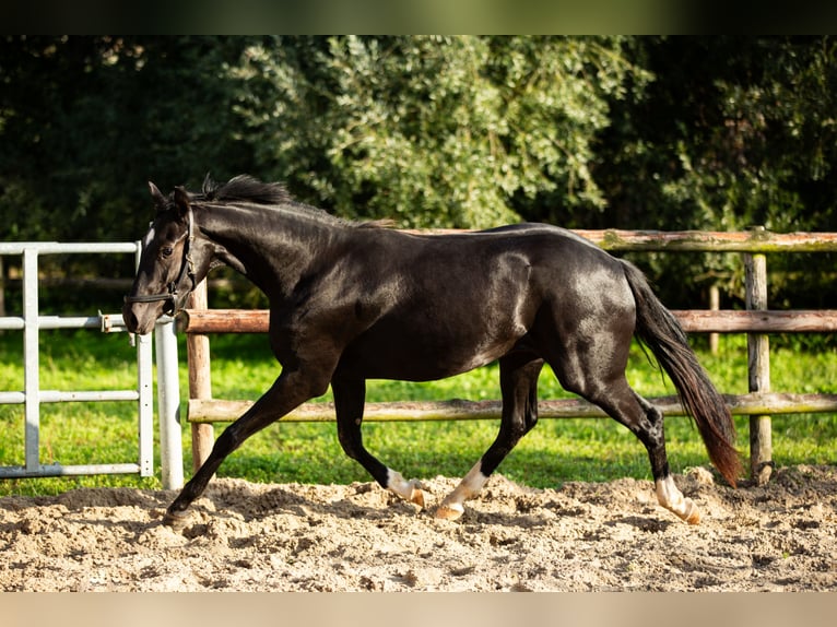 Hanoverian Mare 3 years 15,2 hh Black in Datteln