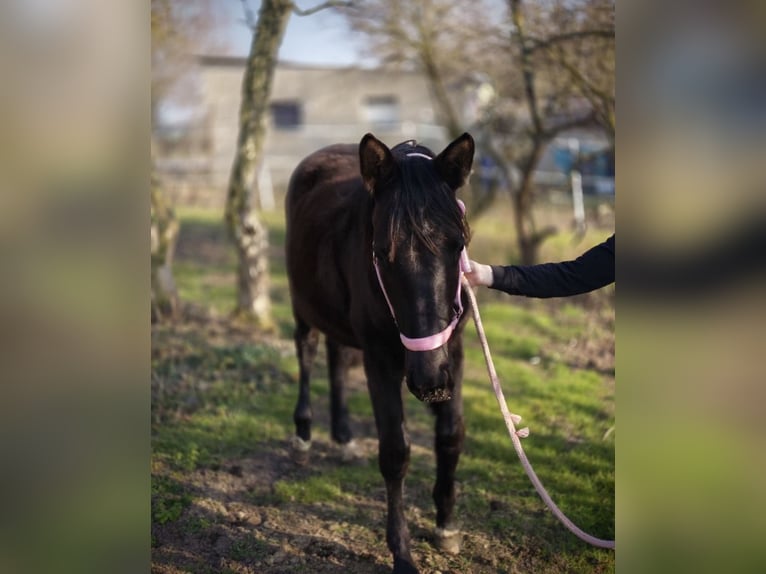 Hanoverian Mare 3 years 15.2 hh Black in Haldensleben