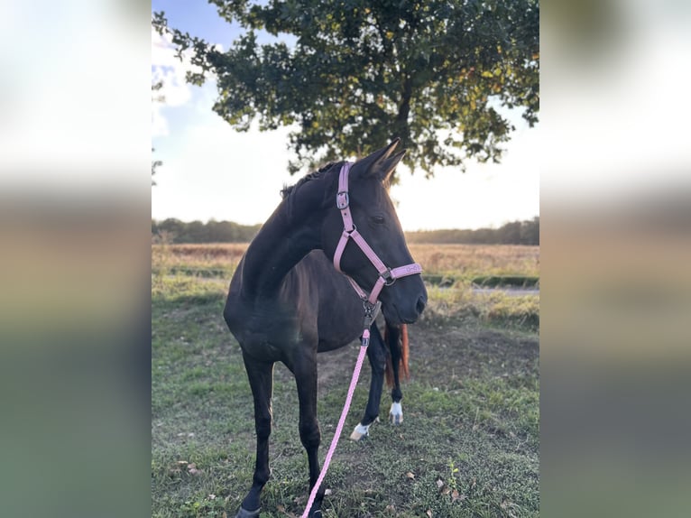Hanoverian Mare 3 years 15.2 hh Black in Haldensleben