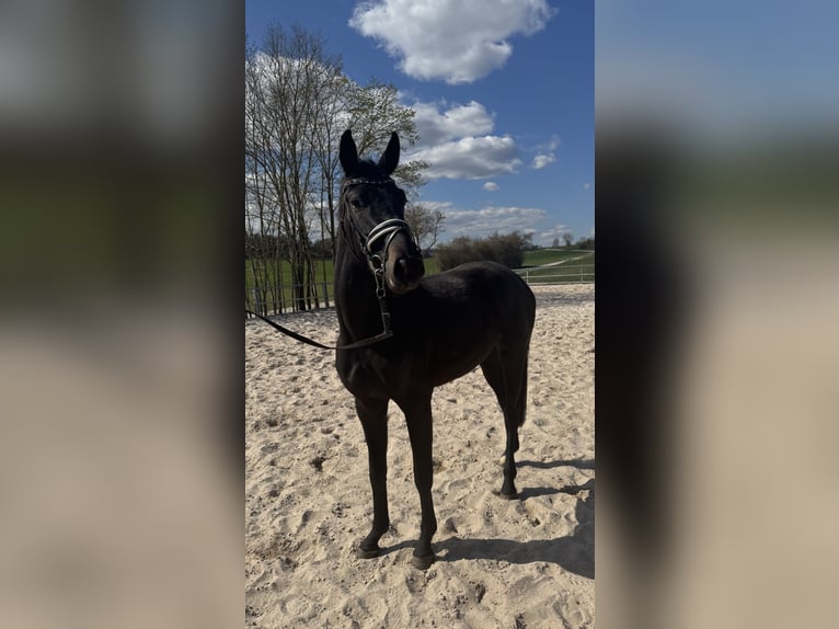 Hanoverian Mare 3 years 15,2 hh Black in Hardegsen