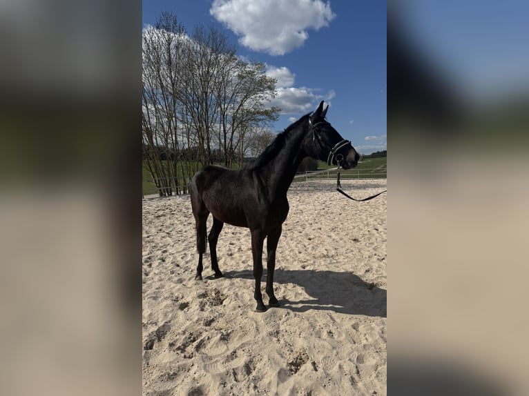Hanoverian Mare 3 years 15,2 hh Black in Hardegsen