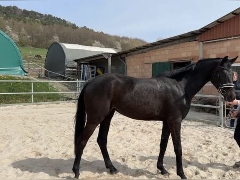 Hanoverian Mare 3 years 15,2 hh Black in Hardegsen
