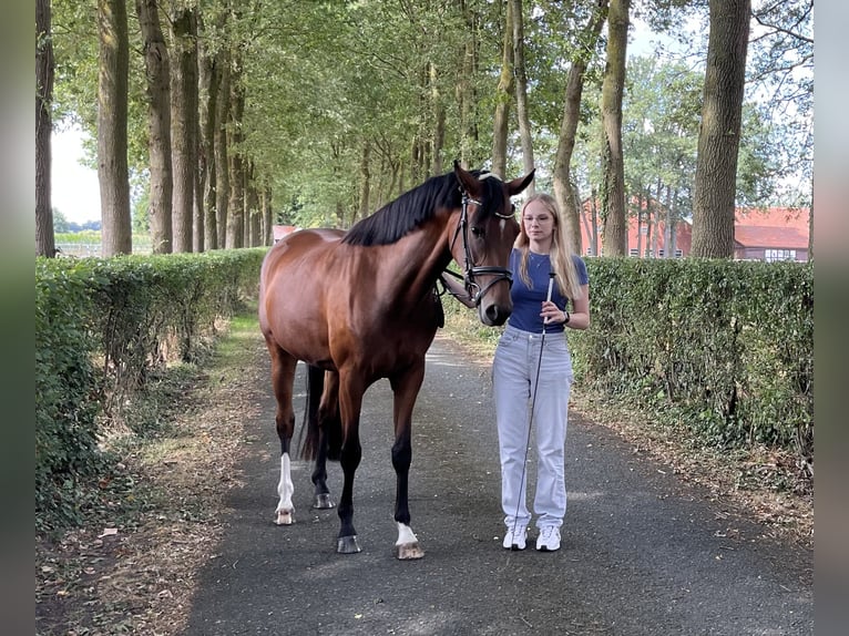 Hanoverian Mare 3 years 15.2 hh Brown in Voltlage
