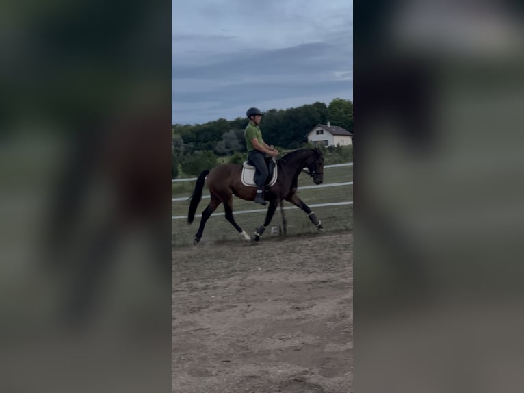 Hanoverian Mare 3 years 15.2 hh Brown in Pilisborosjenő