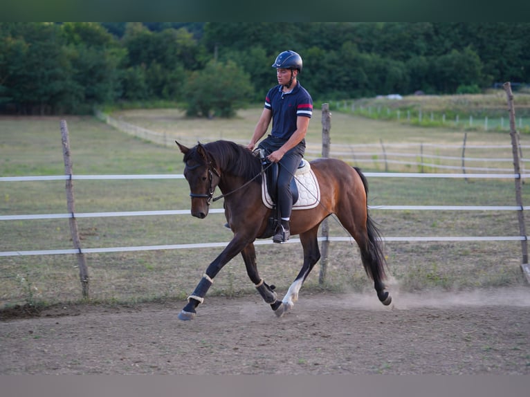 Hanoverian Mare 3 years 15.2 hh Brown in Pilisborosjenő