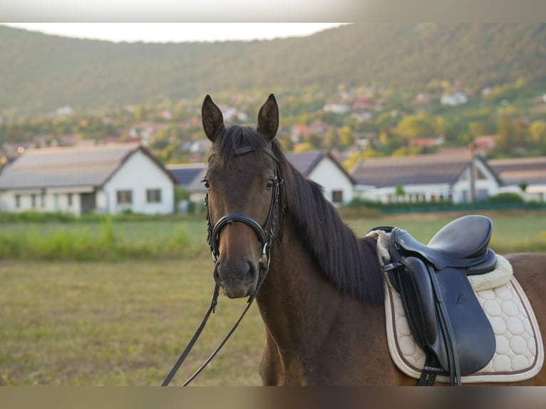 Hanoverian Mare 3 years 15.2 hh Brown in Pilisborosjenő