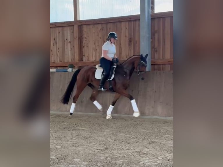 Hanoverian Mare 3 years 15,2 hh Brown in Neustadt