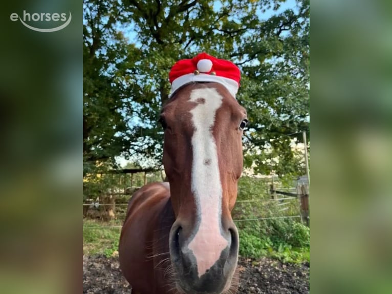 Hanoverian Mare 3 years 15.2 hh Brown in Bremerhaven