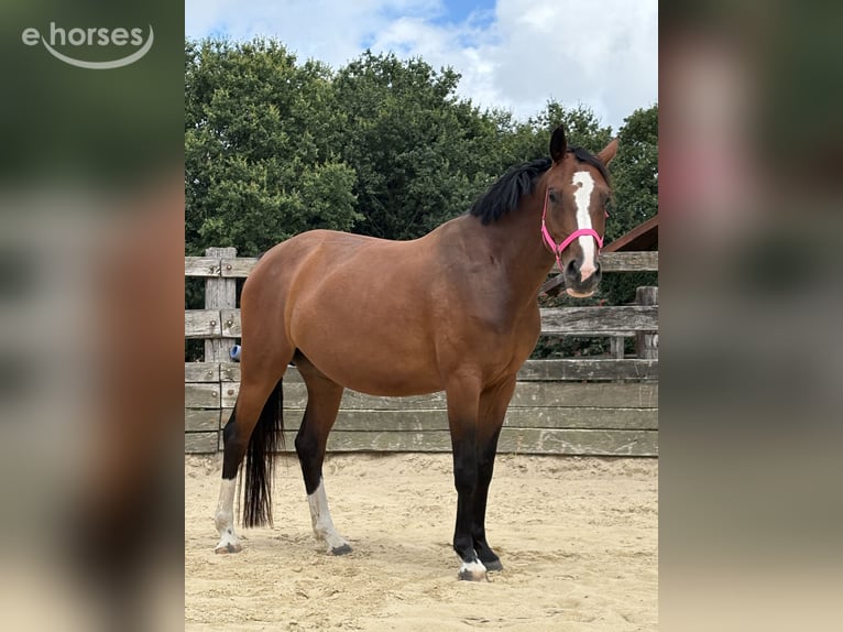 Hanoverian Mare 3 years 15.2 hh Brown in Bremerhaven