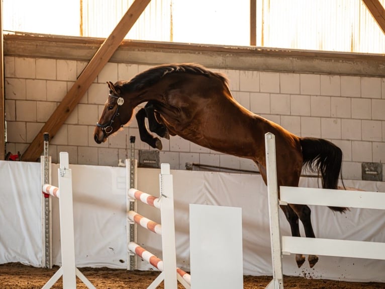 Hanoverian Mare 3 years 15,2 hh Brown in Fehrbellin