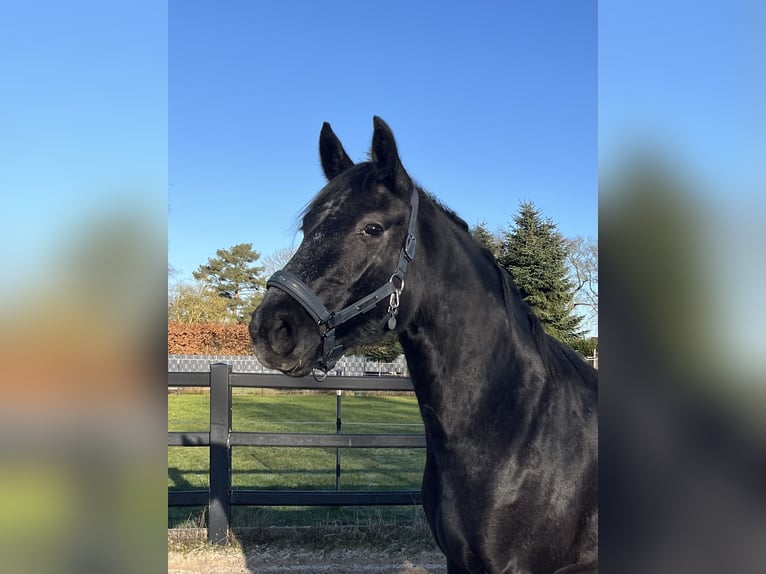 Hanoverian Mare 3 years 15.2 hh Can be white in Ostrhauderfehn