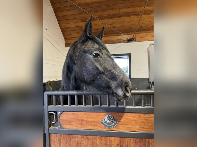 Hanoverian Mare 3 years 15.2 hh Can be white in Ostrhauderfehn