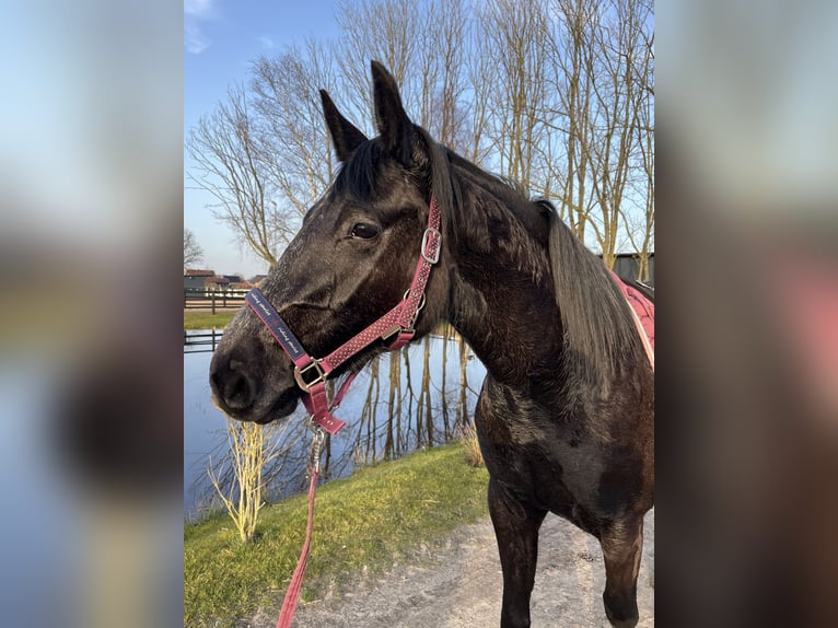 Hanoverian Mare 3 years 15.2 hh Can be white in Ostrhauderfehn