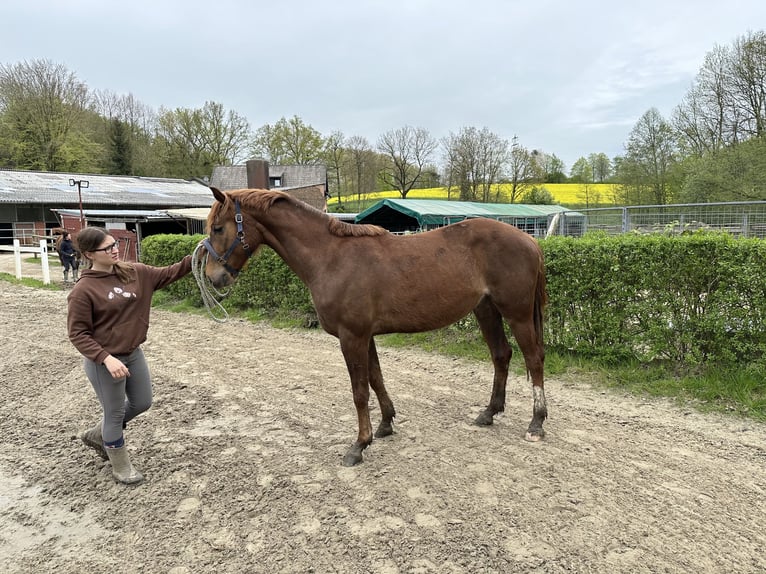 Hanoverian Mare 3 years 15,2 hh Chestnut in Düsseldorf