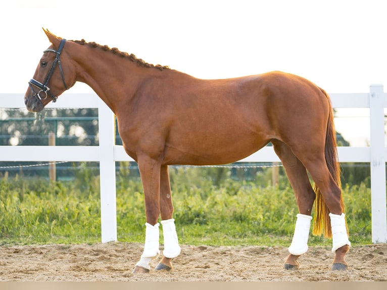 Hanoverian Mare 3 years 15,2 hh Chestnut in Kessenich
