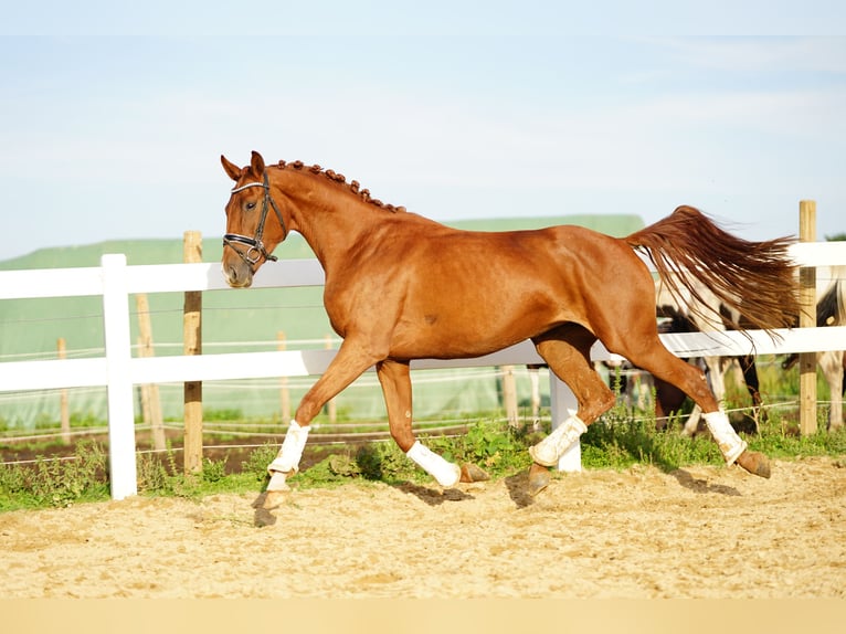 Hanoverian Mare 3 years 15,2 hh Chestnut in Kessenich