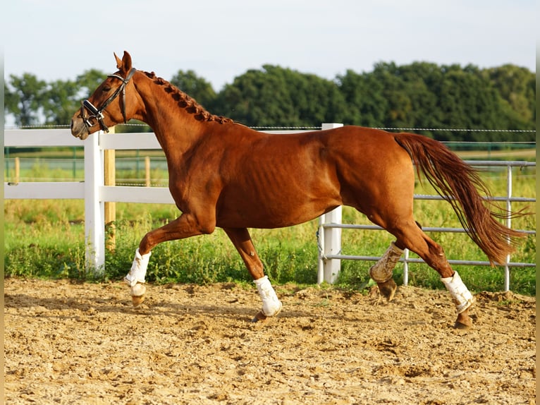 Hanoverian Mare 3 years 15,2 hh Chestnut in Kessenich
